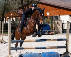 jumper Fly Star (French Trotter, 2015, from Pad d'Urzy)