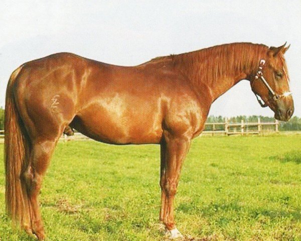 Pferd Smartin Cowboy (Quarter Horse, 2000, von Dunnit Like A Cowboy)
