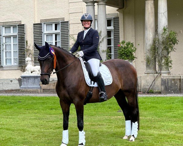 Dressurpferd Ace of Base 14 (Oldenburger, 2015, von Amandari)