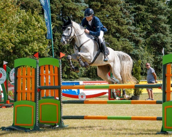 Caballo de salto Cosma 70 (Caballo de Salto Oldenburgués, 2018, de Cellestial)