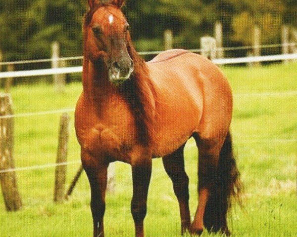 Pferd Pinewoods King Jac (Quarter Horse, 1995, von Hes A Steppin Jac)