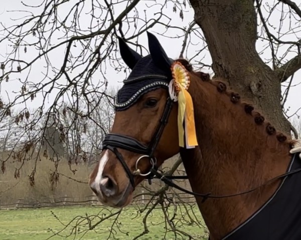 Pferd Talentino H (Oldenburger, 2020, von Tesla)