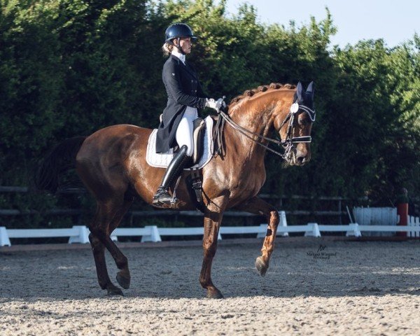 dressage horse Ed Florino (Westphalian, 2006, from Ehrentusch)