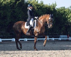 dressage horse Ed Florino (Westphalian, 2006, from Ehrentusch)