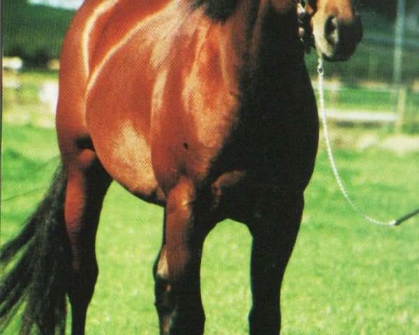 Deckhengst Little Remedy Chexs (Quarter Horse, 1995, von Doc's Remedy)