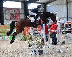 jumper Casera 4 (Oldenburg show jumper, 2017, from Cellestial)