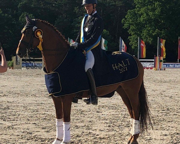 dressage horse Hemingway 60 (Hanoverian, 2007, from Hochadel)