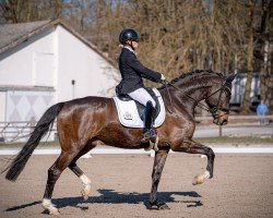 dressage horse Sauschön E (Westphalian, 2020, from Secret)