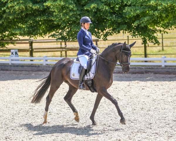 dressage horse Da Luna 9 (Oldenburg, 2019, from Dancier Gold FRH)