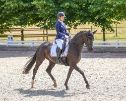 Dressurpferd Da Luna 9 (Oldenburger, 2019, von Dancier Gold FRH)