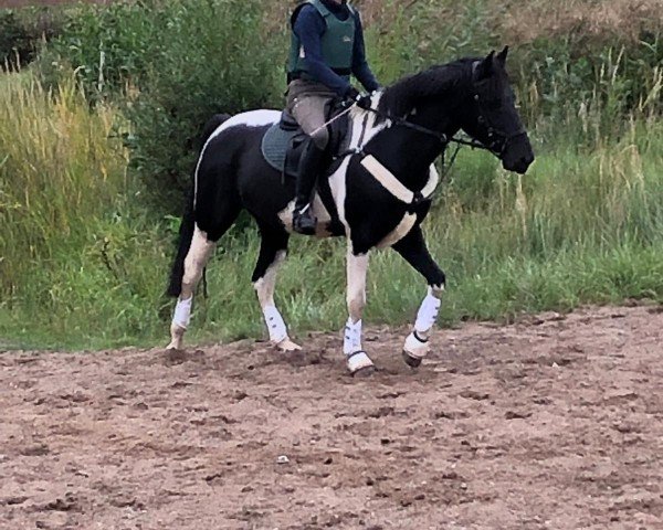 jumper Bonnily 3 (German Horse, 2011, from Brooklyn)