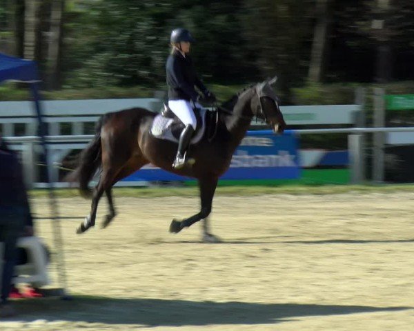 Reitturnier Bottrop 2025