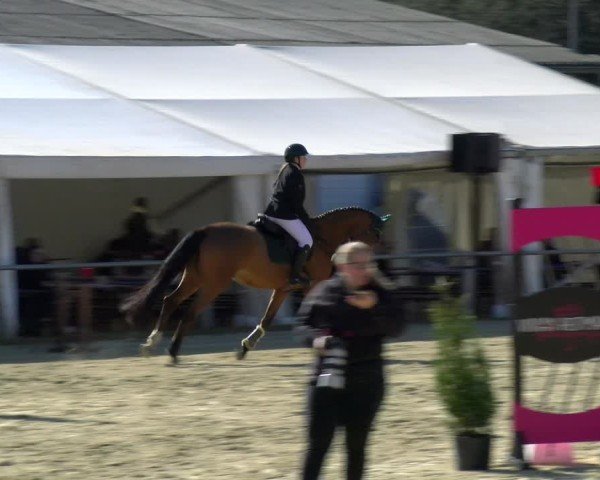 Reitturnier Bottrop 2025