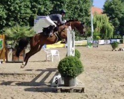 Springpferd Brentana A (Deutsches Reitpony, 2014, von Cebulon)