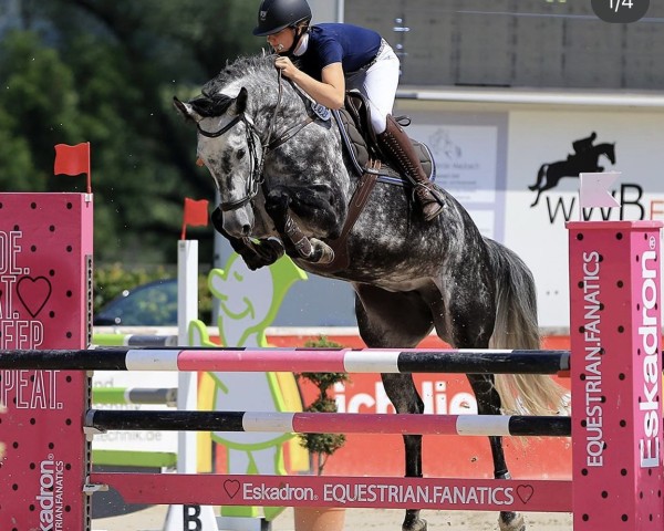 broodmare Cabaliera de Chike A (Westphalian, 2013, from Chike)