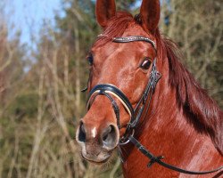 dressage horse Belana Ma Belle (Westphalian, 2011, from Breitling W)
