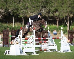 Springpferd True Blue de La Liniere (Belgisches Warmblut, 2019, von Plot Blue)
