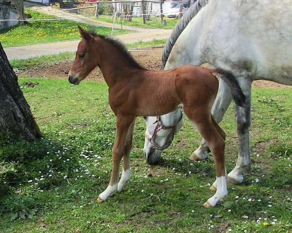 horse Cara Rara (Little German Riding Horse, 2021, from Dreidimensional AT NRW)