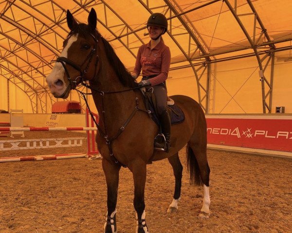 jumper Icarus van het Mispelhof (Belgian Warmblood, 2008, from Tinka's Boy)