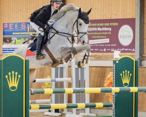 jumper DJ Continus (Hanoverian, 2017, from Diacontinus)