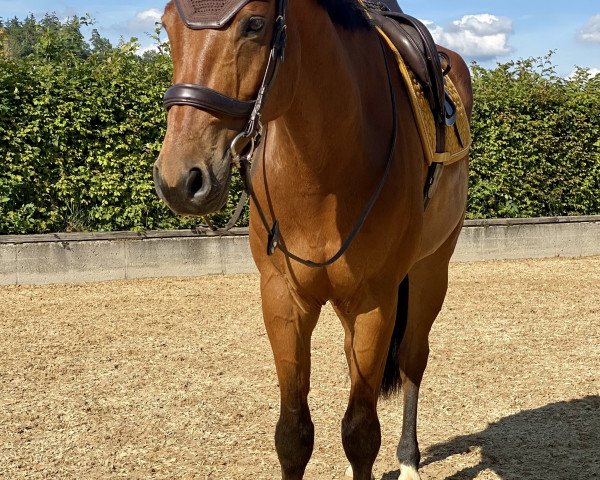 horse Quapo (Oldenburg show jumper, 2012, from Quincento)
