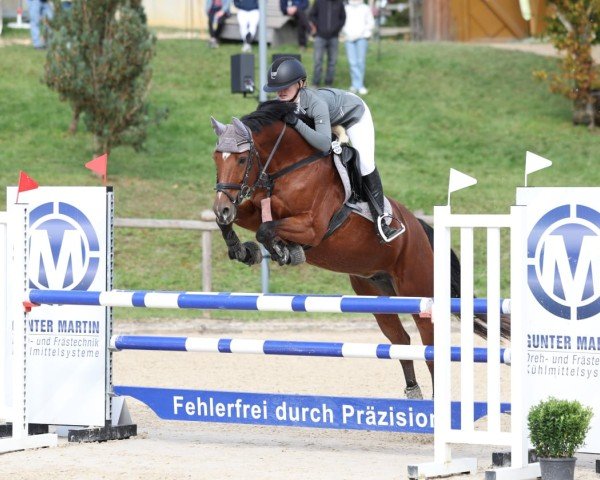 jumper Alina 493 (Oldenburg show jumper, 2008, from Lordanos)