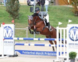 jumper Alina 493 (Oldenburg show jumper, 2008, from Lordanos)