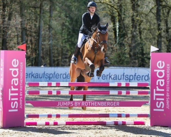 jumper Diamant de la Tulipe (German Sport Horse, 2018, from Diamant de Plaisir 178 FIN)