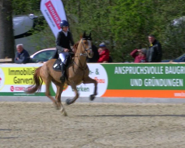 Reitturnier Borken 2025