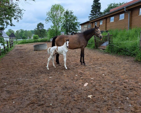 Springpferd Schoensgreen Belina (unbekannt, 2016, von Alasdair GF)