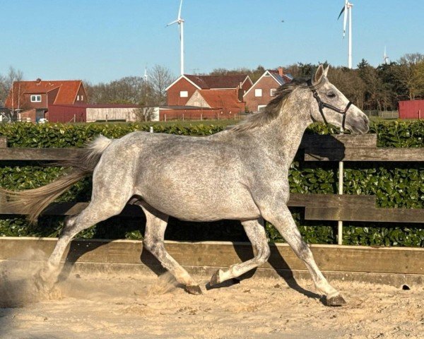 broodmare Josephine (Oldenburg, 2010, from Christ)