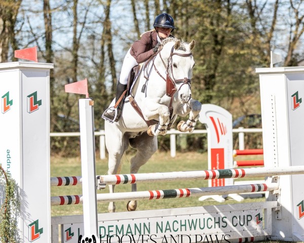 Springpferd FERRE VD Busselenberg Z (Zangersheide Reitpferd, 2015, von Farfan)