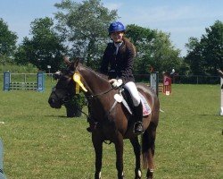 jumper Perle 553 (German Riding Pony, 2001, from Ashley Royale)