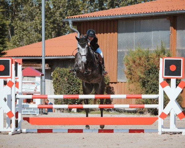 jumper Diamant's Lotti Karotti Z (Zangersheide riding horse, 2018, from Don't worry be happy 10)