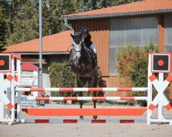 Springpferd Diamant's Lotti Karotti Z (Zangersheide Reitpferd, 2018, von Don't worry be happy 10)
