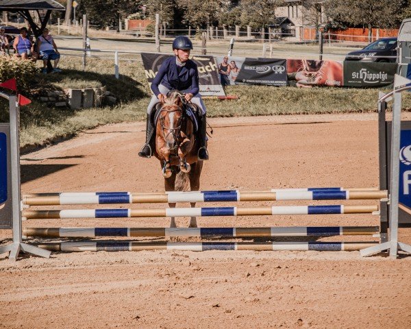 Jumper Barneby (German Riding Pony, 2008, from Black Horse 2)