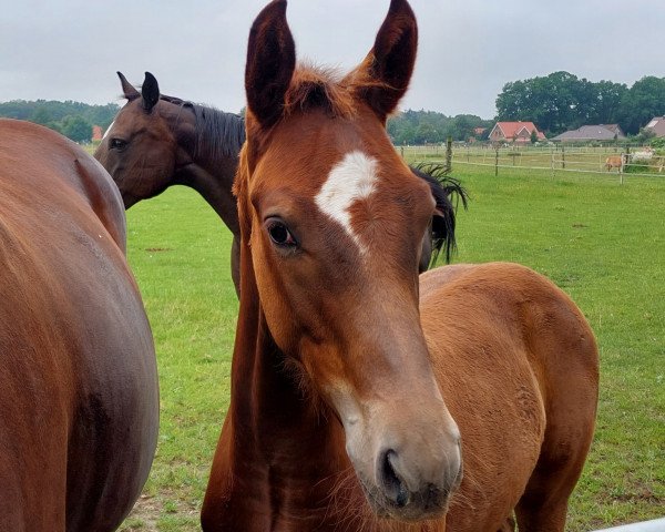 Pferd Tabouleh (Oldenburger, 2021, von Total Hope OLD)