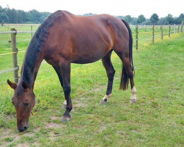 broodmare Bellaya (Oldenburg, 2012, from Blickpunkt 4)