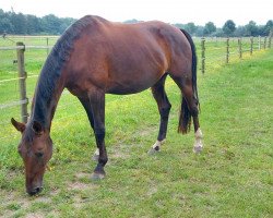 broodmare Bellaya (Oldenburg, 2012, from Blickpunkt 4)