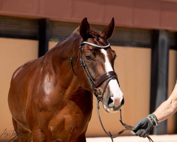 horse Donana Tr (Oldenburg, 2014, from Danciano)