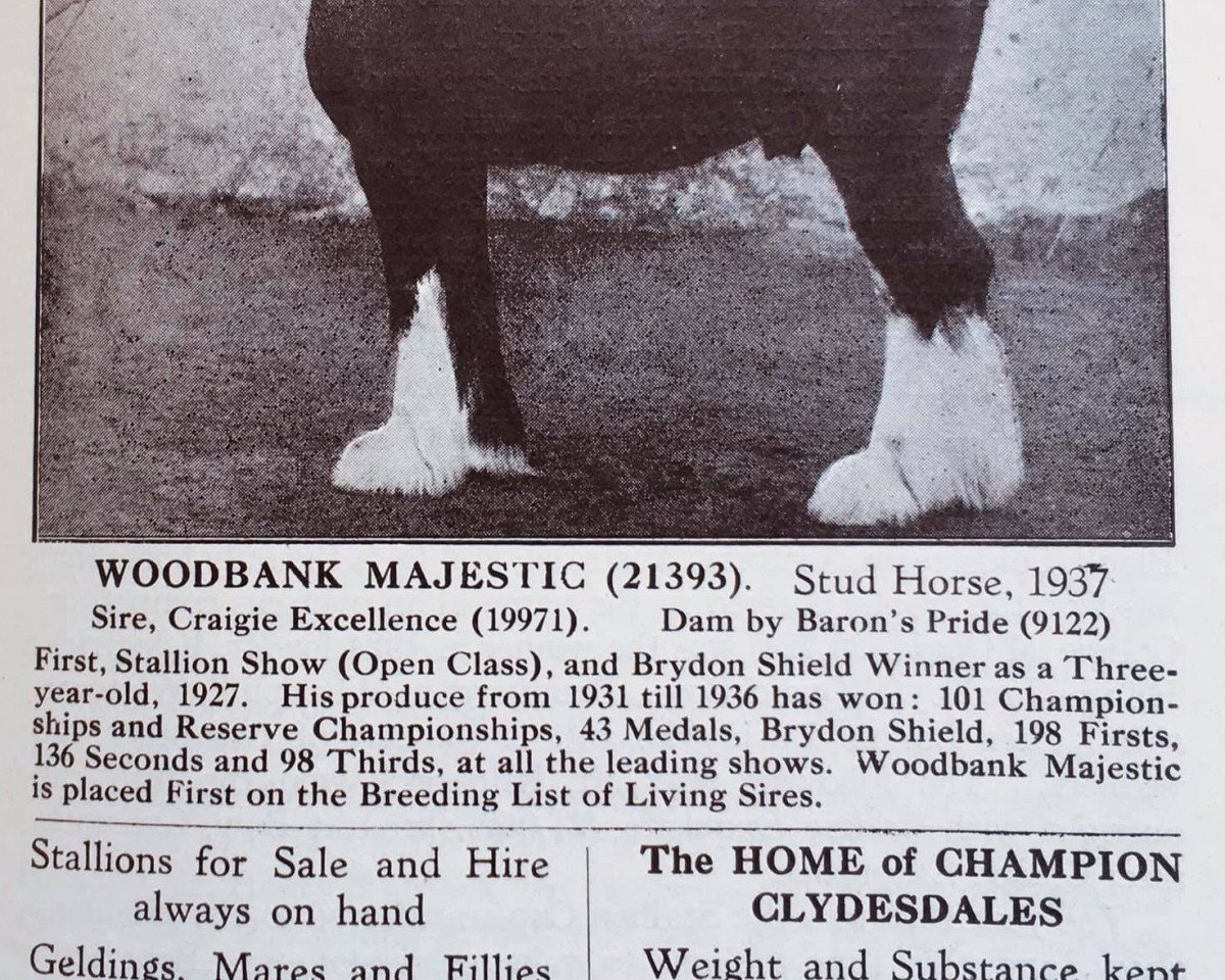 Deckhengst Woodbank Majestic (Clydesdale, 1937, von Craigie Excellence)