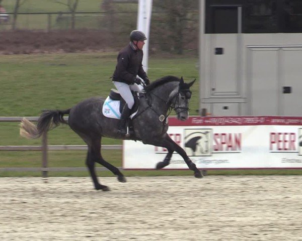 Reitturnier Westergellersen 2025