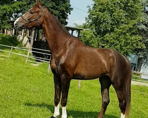 horse Zodiac Juwu (German Sport Horse, 2017, from Birkhof's Zalando OLD)