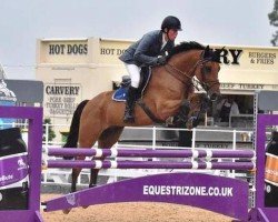 jumper Cassius Clay (Hanoverian, 2015, from Comme il Faut)