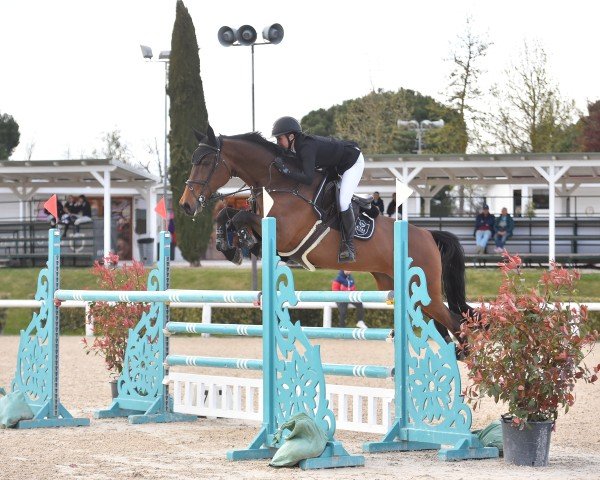 Springpferd Levita B (KWPN (Niederländisches Warmblut), 2016, von Cohinoor VDL)