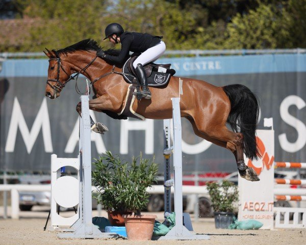 jumper Camillo Z (Zangersheide riding horse, 2018, from Canturano I)