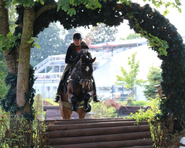 dressage horse Crossfire S (Oldenburg, 2009, from Contendro I)