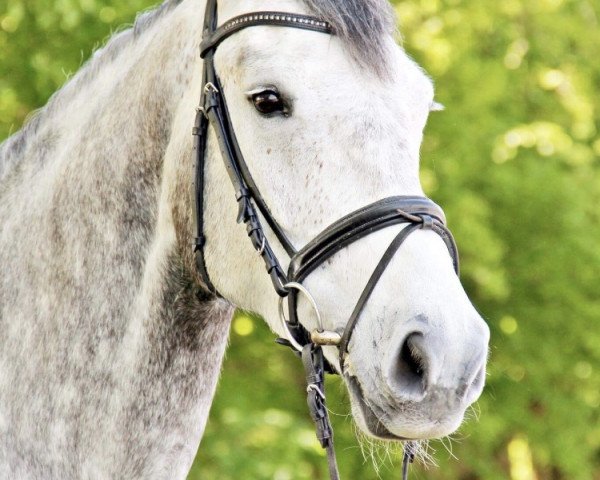 broodmare Escada 280 (Holsteiner, 2012, from Catoo)