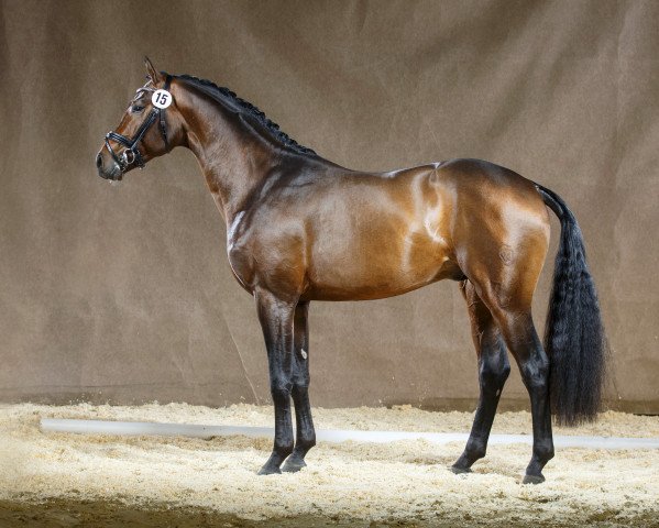 dressage horse Formel Eins 11 (Westphalian, 2012, from Franziskus FRH)