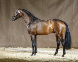 Dressurpferd Formel Eins 11 (Westfale, 2012, von Franziskus FRH)